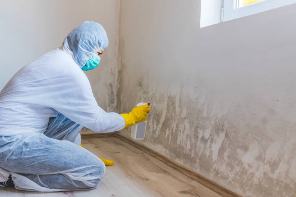 Licensed Mold Testing service in Louisville, CO - WQB Mold Removal
