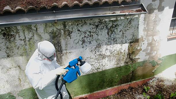 Top rated local Mold Testing specialists in Louisville, CO